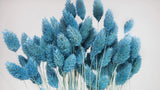 Phalaris getrocknet - 1 Bund - Baby blue