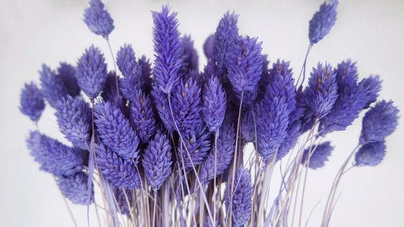 Phalaris getrocknet - 1 Bund - Violett