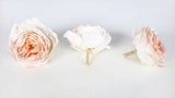 Roses anglaises stabilisées Elena Earth Matters - 6 têtes - White peach 370