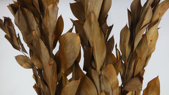 Ruskus Garden konserviert - 1 Bund - Braun