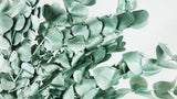 Konservierter Eukalyptus Spiral - 1 Bund - Metallic ice green - Si-nature