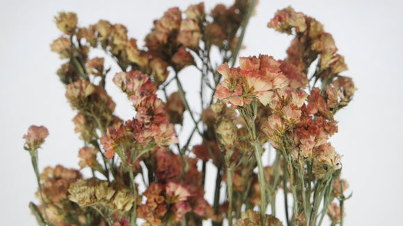 Statice getrocknet - 1 Strauß - Naturfarbe Lachsrosa