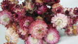 Dried strawflowers - 1 bunch - Natural colour light pink