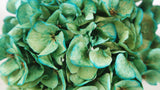 Hortensia seca - 1 cabeza - verde turquesa