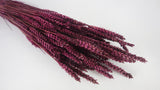 Dried wheat - 1 bunch - Plum