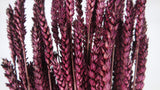 Dried wheat - 1 bunch - Plum