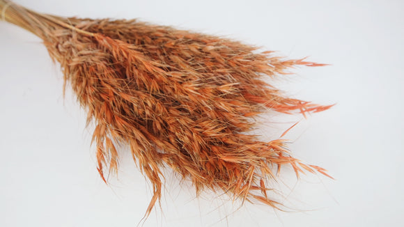 Wild Hafer getrocknet - 1 Bund - Terracotta