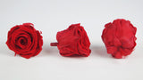 Konservierte Rosen Kiara 5 cm - Bulk 336 Stück 1,85€/Rose - Vibrant red