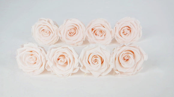 Stabilisierte Rosen Kiara 5 cm - 8 Stück - Pink blush - Si-nature