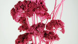 Achillea Filipendula getrocknet - 1 Bund - Violettrosa