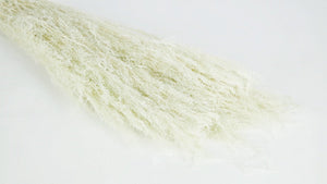 Agrostis nebulosa getrocknet - 1 Strauß - Minze