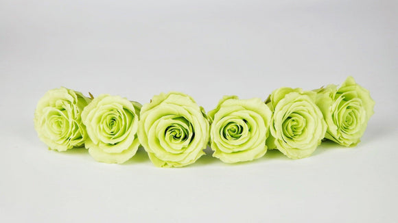 Stabilisierte Rosen 4,5 cm - 6 Stück - Anis - Si-nature