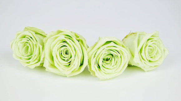 Stabilisierte Rosen 5 cm - 4 Stück - Anis - Si-nature