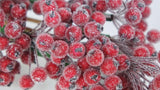 Berry cluster sugar on stem - 1 Bund - Rot