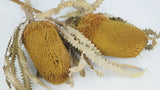 Banksia Hookerana - 1 Stiel - Safrangelb
