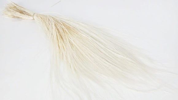 Barba Gras konserviert - 1 Bund - Weiß