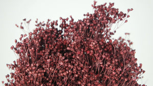 Broom Bloom konserviert - 1 Strauß - Berry - Si-nature