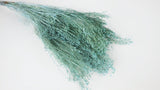 Broom Bloom getrocknet - 1 Strauß - Puderblau