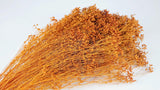 Broom Bloom konserviert - 1 Strauß - Amber - Si-nature