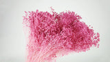 Broom Bloom konserviert - 1 Strauß - Violettrosa