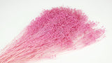 Broom Bloom konserviert - 1 Strauß - Violettrosa