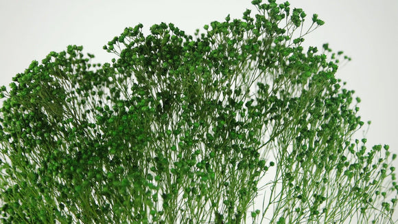Broom Bloom konserviert - 1 Strauß - Grün