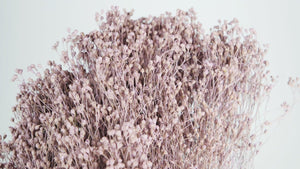 Broom Bloom getrocknet - 1 Strauß - Puderlila - Si-nature