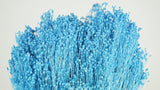Broom Bloom getrocknet - 1 Strauß - Azurblau