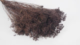 Broom Bloom getrocknet - 1 Strauß - Deep brown