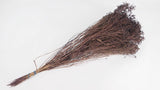 Broom Bloom getrocknet - 1 Strauß - Deep brown