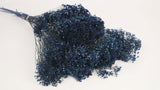 Broom Bloom getrocknet - 1 Strauß - Navy blau