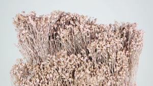 Broom Bloom getrocknet - 1 Strauß - Puderrosa