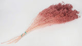 Broom Bloom getrocknet - 1 Strauß - Altrosa - Si-nature