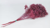 Broom Bloom getrocknet - 1 Strauß - Frost cassis