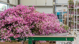 Rodanthe - 1 Bund XL - Naturfarbe rosa