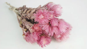 Capblumen getrocknet - 1 Strauß - Vintage rosa - Si-nature