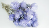 Capblumen getrocknet - 1 Strauß - Violett