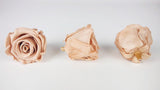 Stabilisierte Rosen Kiara  5 cm - 8 Stück - Nude