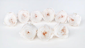 Rosen konserviert Cocotte Earth Matters - 9 Köpfe - White champagne 021 - Si-nature