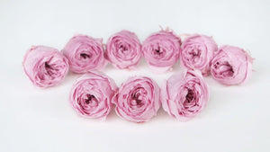 Rosen konserviert Cocotte Earth Matters - 9 Köpfe - Crystal pink 111