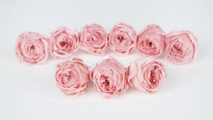 Rosen konserviert Cocotte Earth Matters - 9 Köpfe - Vanilla pink 133