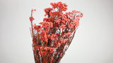 Diosmi Estabilizado - 1 Ramo - Rosa Coral