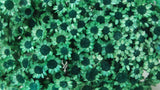Glixia getrocknet - 1 Bund - Emerald green