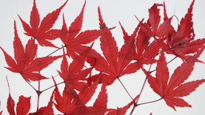 Japanischer Ahorn konserviert - 1 Bund - Rot
