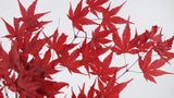 Japanischer Ahorn konserviert - 1 Bund - Rot - Si-nature