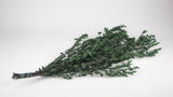 Konservierter Eukalyptus Parvifolia - 1 Bund - Grün