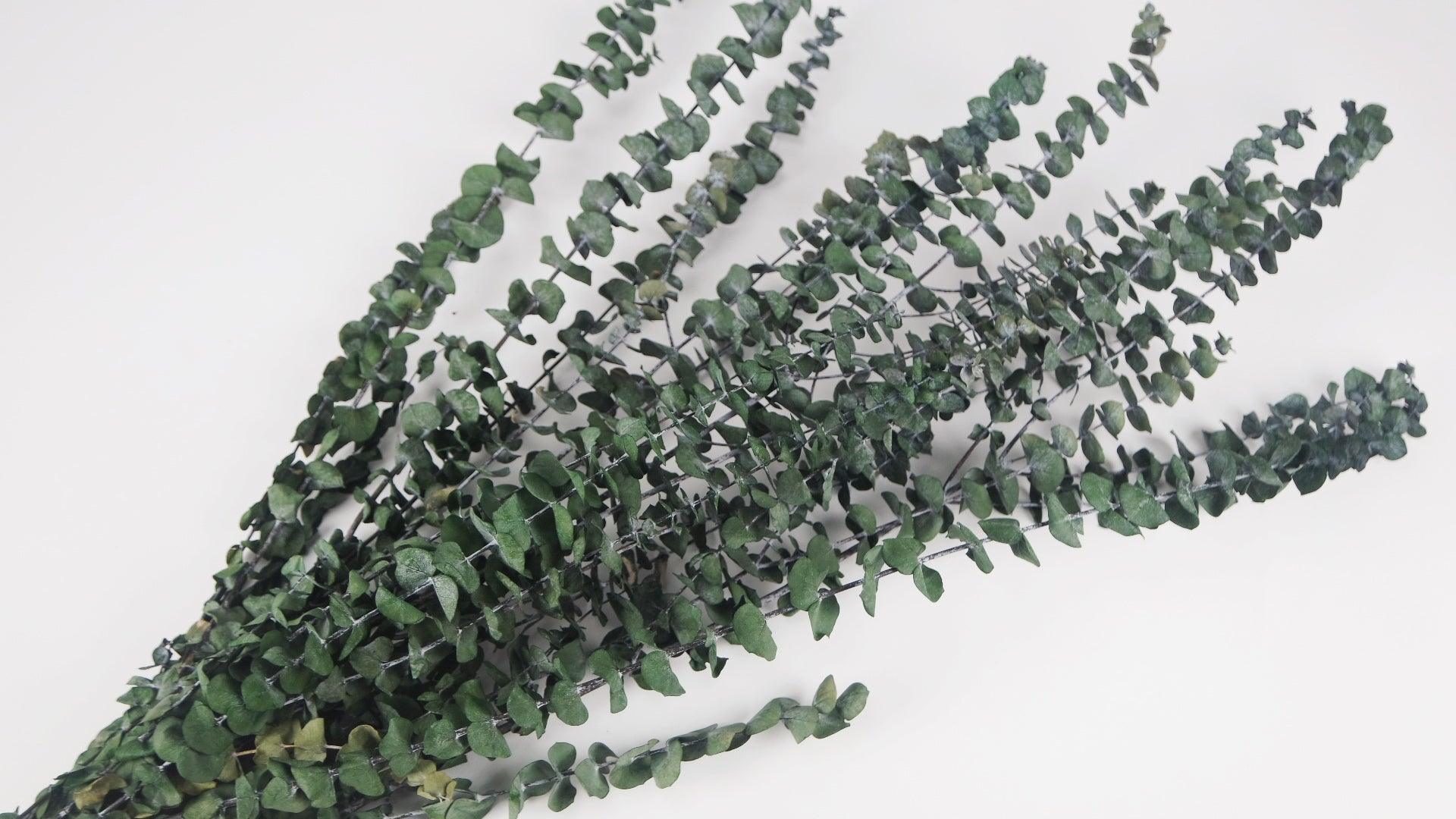Stabilisierter Eukalyptus Baby blue - Konserviert - Grün