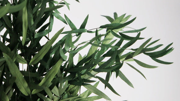 Konservierter Eukalyptus Nicoli - 1 Bund - Grün - Si-nature