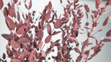 Konservierter Eukalyptus Parvifolia - 1 Bund - Rot