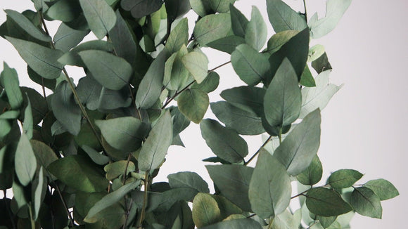 Konservierter Eukalyptus Stuartiana - 1 Bund - Grün